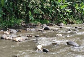 Semarang Geger, Puluhan Ekor Kambing Mati Hanyut di Sungai Serang