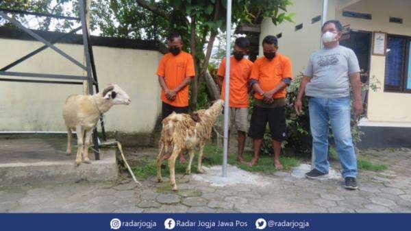 Momentum Idul Adha, Curi 8 Ekor Kambing, Dijual ke Semanu Gunungkidul Momentum Idul Adha, Curi 8 Ekor Kambing, Dijual ke Semanu Gunungkidul
