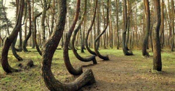 Kisah Misterius Ratusan Pohon Bengkok di Hutan Pinus, Berbentuk Huruf C di Bagian Bawah Kisah Misterius Ratusan Pohon Bengkok di Hutan Pinus, Berbentuk Huruf C di Bagian Bawah