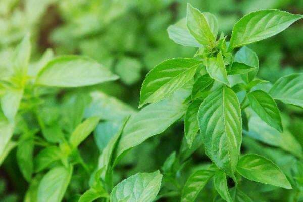 5 Manfaat Daun Kemangi untuk Pria Dewasa, No 4 Cukup Menggagetkan 5 Manfaat Daun Kemangi untuk Pria Dewasa, No 4 Cukup Menggagetkan