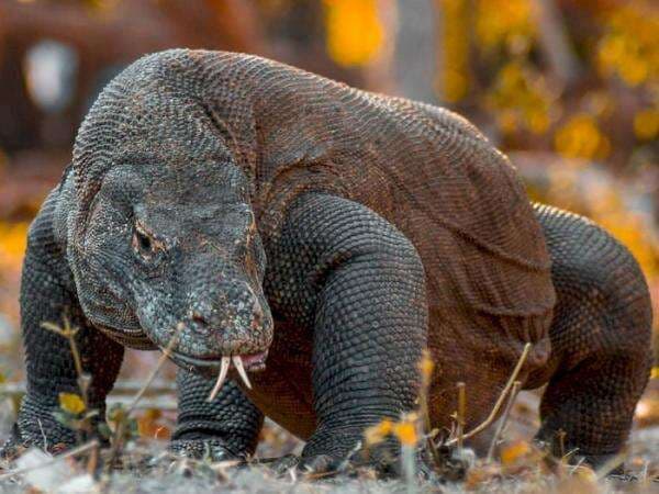 Jumlah Pengunjung Taman Nasional Komodo Bakal Dibatasi Mulai 1 Agustus 2022, Ini Alasannya Jumlah Pengunjung Taman Nasional Komodo Bakal Dibatasi Mulai 1 Agustus 2022, Ini Alasannya