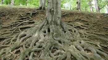 Pengertian Serta Ciri-Ciri Akar Serabut dan Tunggang, Jangan Sampai Salah Membedakan Pengertian Serta Ciri-Ciri Akar Serabut dan Tunggang, Jangan Sampai Salah Membedakan