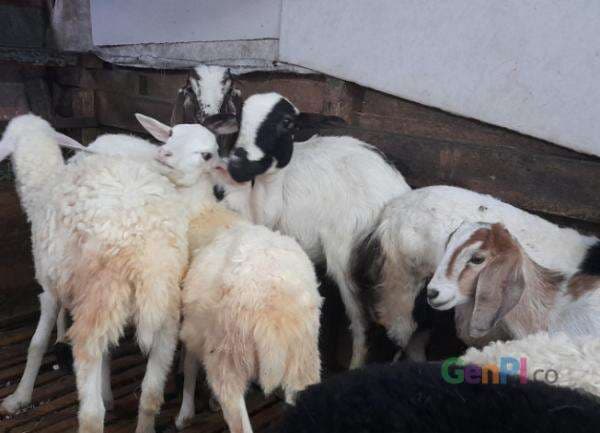 Kajian Gus Baha: Jika 3 Hewan Ini Punah, Kiamat Sudah Dekat Kajian Gus Baha: Jika 3 Hewan Ini Punah, Kiamat Sudah Dekat