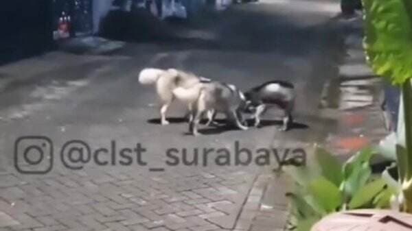 Viral! Anjing Siberian Husky di Surabaya Serang dan Makan Kucing Liar
