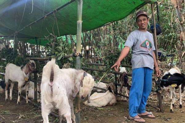 Aksi Maling Hewan Kurban di Bekasi, Kambing Digendong Naik Motor Aksi Maling Hewan Kurban di Bekasi, Kambing Digendong Naik Motor