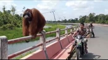 Orangutan <i>Nyasar</i> di Jembatan, Prajurit TNI Giring Masuk ke Hutan