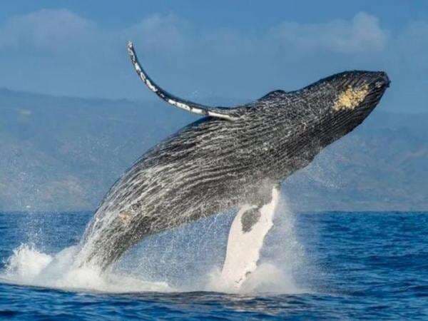 Tahukah Kamu, Jika Nenek Moyang Ikan Paus Ternyata Hewan Darat Berkaki Empat? Tahukah Kamu, Jika Nenek Moyang Ikan Paus Ternyata Hewan Darat Berkaki Empat?