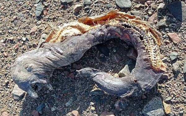 Berbentuk Seram, Bangkai Makhluk Misterius Terdampar di Bibir Pantai Berbentuk Seram, Bangkai Makhluk Misterius Terdampar di Bibir Pantai
