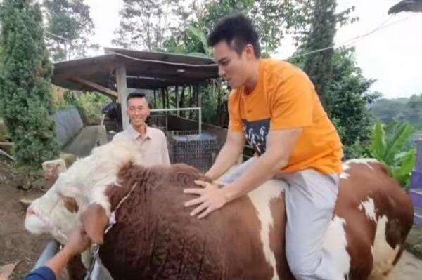 Intip Sapi Kurban Baim Wong yang Berjenis Simental, Belinya Sampai ke Ujung Berung Intip Sapi Kurban Baim Wong yang Berjenis Simental, Belinya Sampai ke Ujung Berung