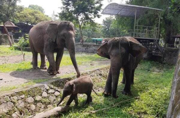 Cegah Penularan PMK, GL Zoo Batasi Wahana Interaksi Hewan