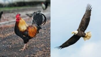 Persamaan Bentuk dan Perbedaan Pola Makan Ayam dan Elang Persamaan Bentuk dan Perbedaan Pola Makan Ayam dan Elang