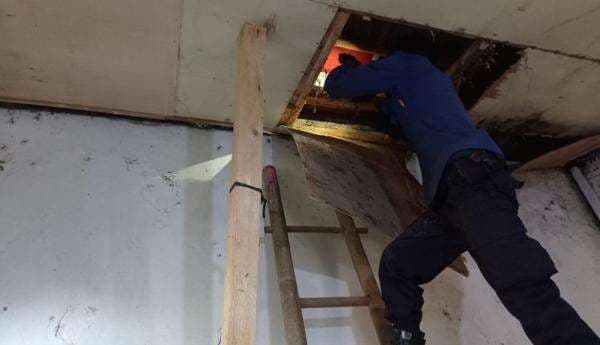 Sering Dengar Suara Aneh di Plafon Rumah, Warga Sukabumi Temukan Ular Sanca 2,5 Meter Sering Dengar Suara Aneh di Plafon Rumah, Warga Sukabumi Temukan Ular Sanca 2,5 Meter