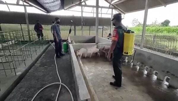Ratusan Ekor Babi Mati Mendadak di Gianyar, Dekat Kandang Sapi Terinfeksi PMK