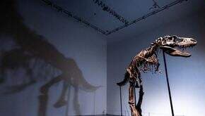 Kerangka Dinosaurus Berusia 76 Juta Tahun ini akan Dilelang