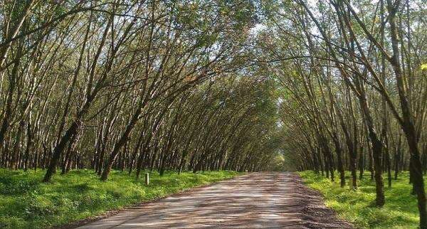 Pesona Kebun Karet Trikora di Lampung Selatan, Berbentuk Terowongan Mirip Hutan Bambu di Jepang Pesona Kebun Karet Trikora di Lampung Selatan, Berbentuk Terowongan Mirip Hutan Bambu di Jepang