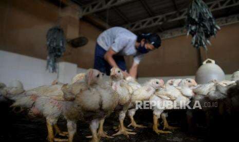 In Picture: Harga Daging Ayam Potong Masih Tinggi