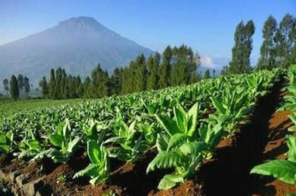 Pemerintah Susun Roadmap IHT Nasional, Petani Tembakau Minta Dilibatkan