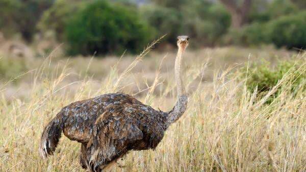 5 Burung Paling Berbahaya di Dunia, Bisa Membunuh Manusia 5 Burung Paling Berbahaya di Dunia, Bisa Membunuh Manusia