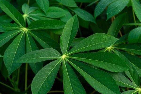 5 Manfaat Daun Singkong untuk Kesehatan yang Kurang Diketahui 5 Manfaat Daun Singkong untuk Kesehatan yang Kurang Diketahui