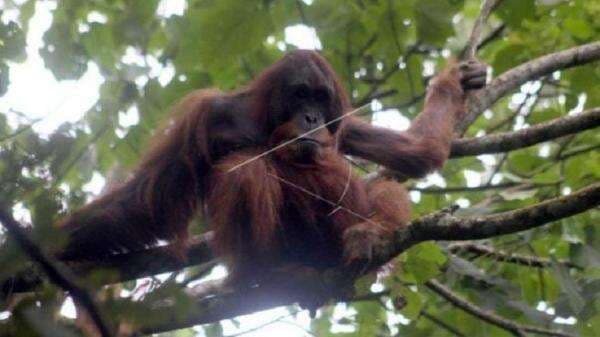 5 Hewan Sangat Langka yang Ada di Dunia, Ada yang Diperkirakan Hanya Tersisa 10 Ekor Saja 5 Hewan Sangat Langka yang Ada di Dunia, Ada yang Diperkirakan Hanya Tersisa 10 Ekor Saja