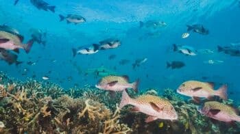 Apakah yang Akan Terjadi Jika Produsen dalam Suatu Ekosistem Punah? Apakah yang Akan Terjadi Jika Produsen dalam Suatu Ekosistem Punah?