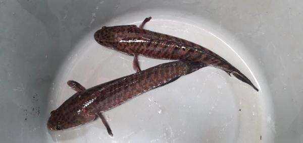 5 Manfaat Ikan Gabus, dari Obat Pasca-Operasi hingga Menguatkan Otot 5 Manfaat Ikan Gabus, dari Obat Pasca-Operasi hingga Menguatkan Otot