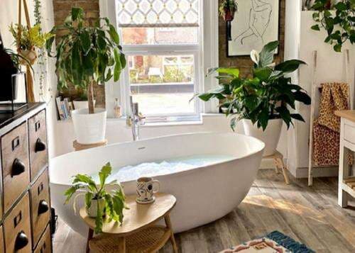 4 Daftar Tanaman Penghasil Oksigen, Nomor 1 Lidah Mertua 4 Daftar Tanaman Penghasil Oksigen, Nomor 1 Lidah Mertua