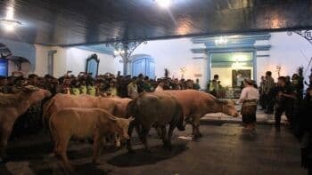 Mengenal Kerbau Bule Keraton Solo, Dipercaya Jadi Pengawal Pusaka Kiai Slamet Mengenal Kerbau Bule Keraton Solo, Dipercaya Jadi Pengawal Pusaka Kiai Slamet
