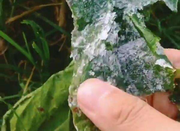 Fenomena Embun Es di Dieng, Begini Penjelasan BMKG Fenomena Embun Es di Dieng, Begini Penjelasan BMKG