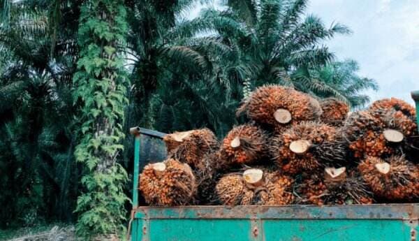Minyak Sawit Indonesia Lebih Ekonomis Dibandingkan Malaysia