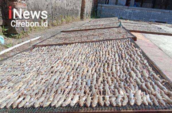 Beromset Ratusan Juta Rupiah, Ini Manfaat Cicak Kering untuk Kesehatan Beromset Ratusan Juta Rupiah, Ini Manfaat Cicak Kering untuk Kesehatan