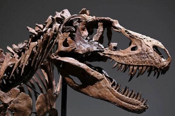 Fosil Gorgosaurus Berusia 77 Juta Tahun Terjual Rp 90,3 Miliar, Ilmuwan Menangis