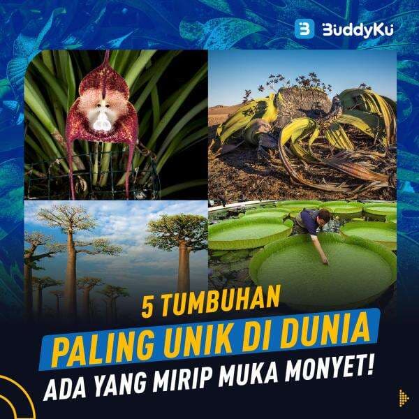 5 Tumbuhan Paling Unik Di Dunia, Ada yang Umurnya Lebih Satu Abad! 5 Tumbuhan Paling Unik Di Dunia, Ada yang Umurnya Lebih Satu Abad!