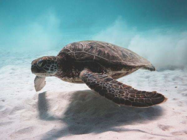 Bukan dari Mulut dan Hidung, Kura-Kura Disebut Bisa Bernapas dari Pantat, Benarkah? Bukan dari Mulut dan Hidung, Kura-Kura Disebut Bisa Bernapas dari Pantat, Benarkah?