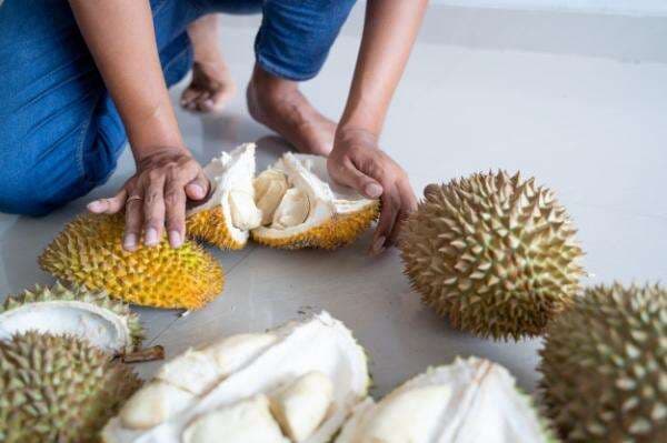 Sentra Durian Kalibata Sajikan Durian Lokal dan Impor, Harga Ramah Dikantong! Sentra Durian Kalibata Sajikan Durian Lokal dan Impor, Harga Ramah Dikantong!