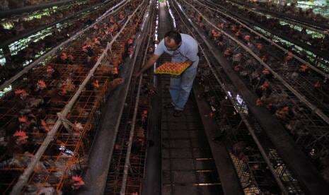 Malaysia Belum Tetapkan Kapan Cabut Larangan Ekspor Ayam