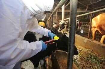 Cegah PMK, Ratusan Hewan Ternak di Bandung Divaksin Dosis Kedua