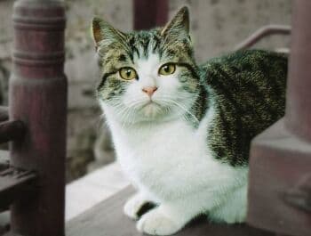 Sudah Tahu Belum? Begini Sejarah Hari Kucing Sedunia yang Diperingati Setiap 8 Agustus Sudah Tahu Belum? Begini Sejarah Hari Kucing Sedunia yang Diperingati Setiap 8 Agustus