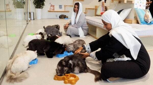 Petoya Lounge, Hotel Bintang Lima Pertama untuk Kucing di Arab Saudi