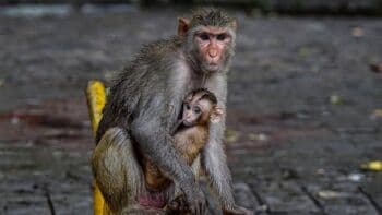 Wabah Cacar Monyet Melonjak, WHO Prihatin 10 Monyet Diracun di Brasil