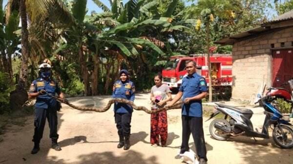 Kekenyangan Usai Mangsa Ayam Warga, Ular Piton 4 Meter di Bintan Ditangkap Petugas Damkar