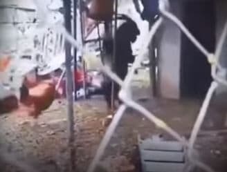 Viral Kambing Berjalan 2 Kaki Diikuti Ayam Masuk Ruangan Gelap, Ulah Jin? Viral Kambing Berjalan 2 Kaki Diikuti Ayam Masuk Ruangan Gelap, Ulah Jin?