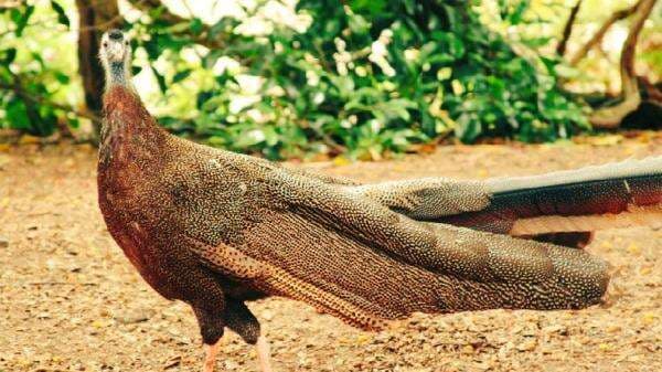 Cerita Rakyat Kalimantan Barat: Asal Usul Burung Ruai yang Dianggap Sebagai Jelmaan Putri Raja Cerita Rakyat Kalimantan Barat: Asal Usul Burung Ruai yang Dianggap Sebagai Jelmaan Putri Raja