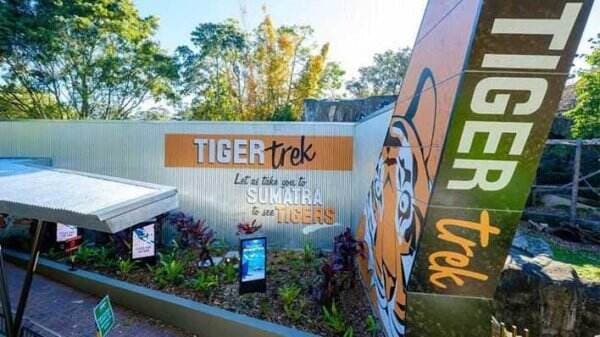 Cara Unik Rayakan HUT RI, Dekorasi Merah Putih Hiasi Konservasi Harimau Sumatera di Taronga Zoo Australia
