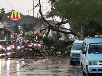 Pohon Tumbang di Jalan Raya Bogor, Lalu Lintas Macet