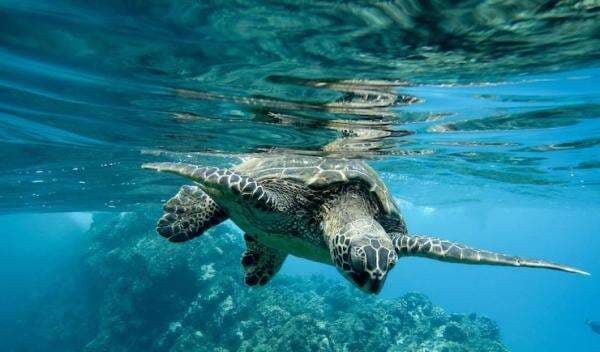 Rayakan HUT ke-77 RI, 100 Ekor Tukik Dilepaskan di Pantai Pelangi Rayakan HUT ke-77 RI, 100 Ekor Tukik Dilepaskan di Pantai Pelangi