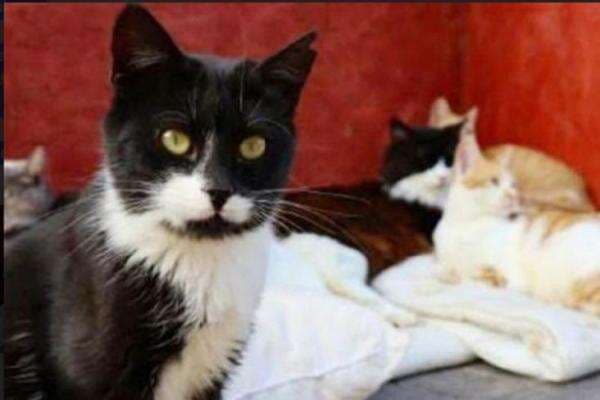 Viral Kucing Mati Ditembak di Area Sesko TNI Bandung, Pelaku Seorang Jenderal Viral Kucing Mati Ditembak di Area Sesko TNI Bandung, Pelaku Seorang Jenderal