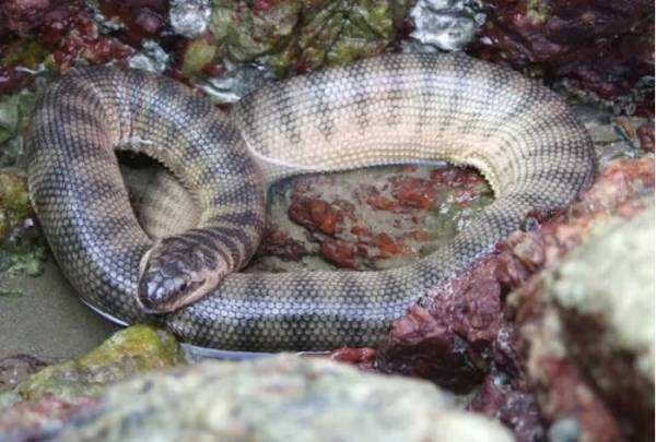 5 Ular Laut Paling Berbisa di Dunia, Salah Satunya Ada di Indonesia Lho! Cek faktanya 5 Ular Laut Paling Berbisa di Dunia, Salah Satunya Ada di Indonesia Lho! Cek faktanya