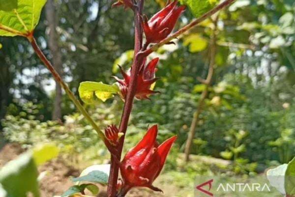 Sukses Budi Daya Rosella, KWT di Kota Cilegon Auto Cuan Sukses Budi Daya Rosella, KWT di Kota Cilegon Auto Cuan