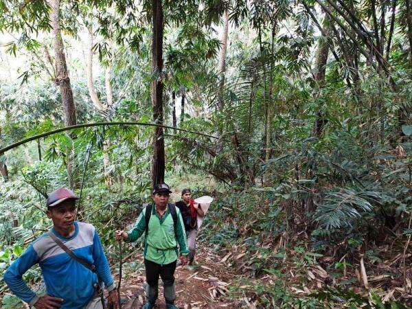 Pelajar SMP di Brebes Hilang saat Cari Kayu Bakar di Hutan
